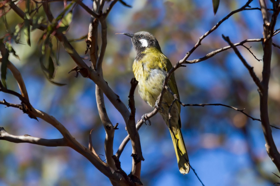 White-eared Honeyeater (Lichenostomus leucotis)